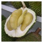 Di Malaysia, Mana Satu Baka Durian Yang Mempunyai Hasil Yang Stabil Dan Tinggi ?