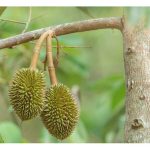 Apakah Jenis Tanah Yang Tidak Sesuai Digunakan Untuk Menanam Durian ?