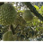 Perlukah Kementerian Pertanian Malaysia menubuhkan Lembaga Durian untuk pengurusan industri durian yang lebih cekap?