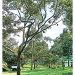 Apakah Spesies Serangga Yang Berpotensi Membantu Pokok Durian Dalam Pendebungaan Di Waktu Malam Supaya Meningkatkan Kadar Hasil ?