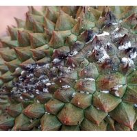 Huraikan serangga perosak utama terhadap durian dan cara pencegahan serta kaedah rawatan