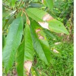 Jelaskan penyakit daun dan akar utama durian, serta kaedah pencegahan dan rawatan