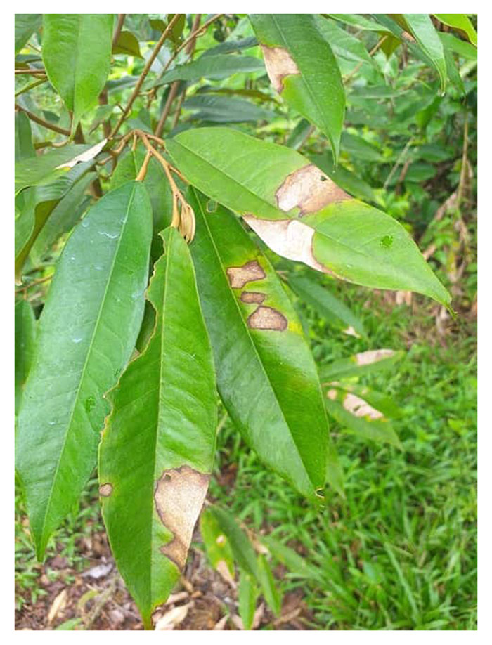 You are currently viewing Jelaskan penyakit daun dan akar utama durian, serta kaedah pencegahan dan rawatan