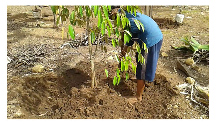 You are currently viewing Kaedah pengurusan ladang durian secara mampan tanpa penngunaan racun kimia