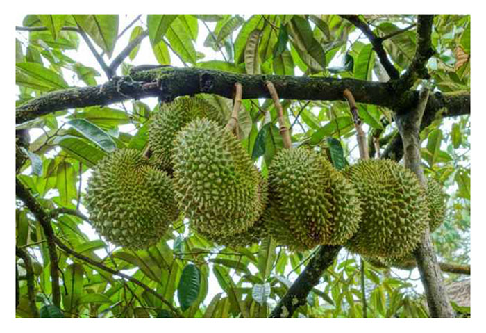 You are currently viewing Adakah petani durian boleh meraih pengeluaran yang lebih lumayan jika program pembajaan mereka memasukkan baja bio atau bio organik di samping menjimat penggunaan baja kimia?