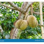 Adakah petani durian akhirnya akan menghadapi kesan negatif dalam penggunaan baja kimia secara jangka panjang?