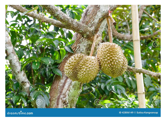 Read more about the article Adakah petani durian akhirnya akan menghadapi kesan negatif dalam penggunaan baja kimia secara jangka panjang?