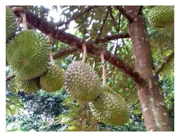 You are currently viewing Adakah benar dengan mengatakan Jabatan Pertanian Malaysia tidak begitu asyik menjalankan R&D ke atas pembakaan baru durian kerana baka durian yang sedia ada sudah cukup sedap ?