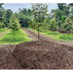 Penanaman durian di atas busut kononnya satu teknik yang memanfaatkan petani tetapi bukan semua bersetuju dengan teknik penanaman ini.Ulaskan kelebihan dan kelemahannya.