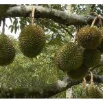 Kaedah penanaman durian secara berpasangan mendapat perhatian di kalangan petani Malaysia. Adakah kaedah ini lebih baik berbanding penanaman tradisional yang mengamalkan pokok tunggal ?