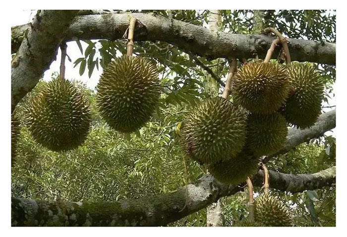 You are currently viewing Kaedah penanaman durian secara berpasangan mendapat perhatian di kalangan petani Malaysia. Adakah kaedah ini lebih baik berbanding penanaman tradisional yang mengamalkan pokok tunggal ?