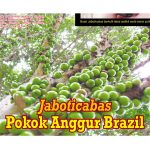 Jaboticabas Pokok Anggur Brazil
