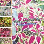 ati-ati : pokok herba liar dengan daun seribu-warna