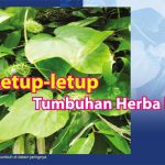 Letup-letup Tumbuhan Herba Liar