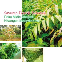 Sayuran Eksotik Sarawak Paku Midin Menjadi Hidangan Menyelerakan