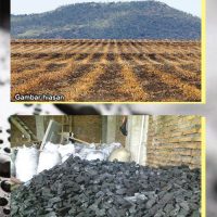 Arang Bio Disasarkan Sebagai Penyubur Tanah Dalam Pertanian Lestari