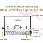 Teknologi Pembiakan Keratan Batang. Sistem Pembiakan Kapilari Tertutup.