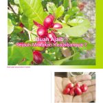 Buah Ajaib : Sejauh Manakah Keajaibannya ?