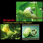 Mengkudu : Tumbuhan Herba Yang Disegani