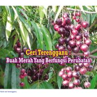 Ceri Terengganu: Buah Merah Yang Berfungsi Perubatan