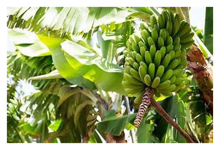 Read more about the article Jenis Tanaman Buah Di Malaysia Yang Mempunyai Permintaan Lebih Tinggi Terhadap Nutrien Fosfat (P)