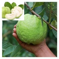 Bolehkah Petani Mengekalkan Kualiti Buah-buahan Di Malaysia Dengan Hanya Menggunakan Baja Sebatian Biasa Dan Baja Organik ?