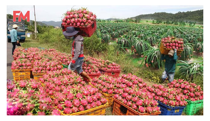 Read more about the article Pengeluar Utama Buah Naga Di Dunia Dan Negara-Negara Pengimport Utama