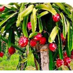 Buah Naga Berasal Dari Negara Mana ? Ia Spesies Apa Dan Apakah Syarat Untuk Pertumbuhan Baik ?