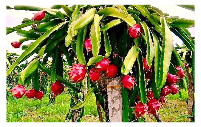 Read more about the article Buah Naga Berasal Dari Negara Mana ? Ia Spesies Apa Dan Apakah Syarat Untuk Pertumbuhan Baik ?