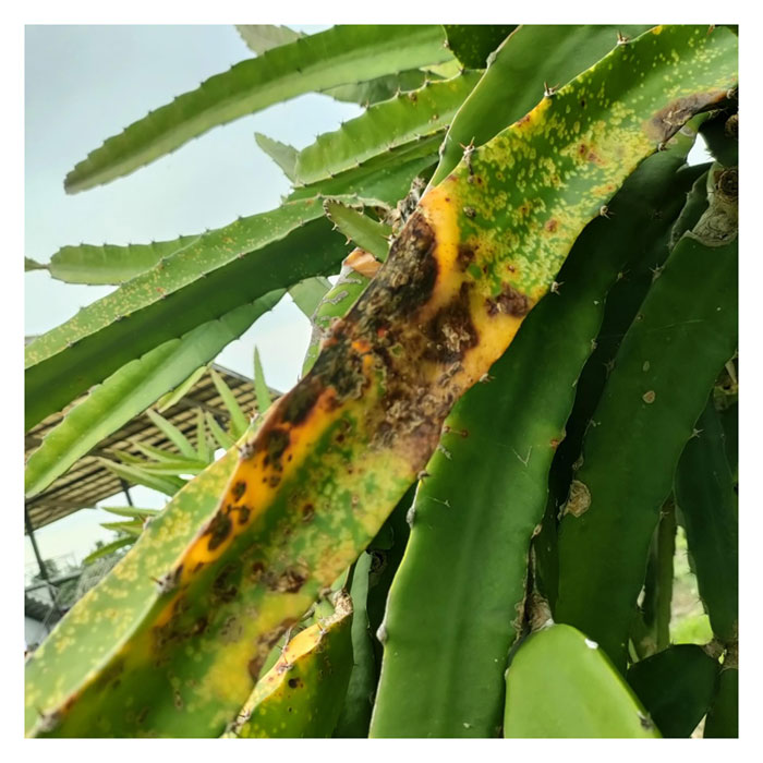 You are currently viewing Penyakit Utama Buah Naga Dan Cara Pencegahan Serta Rawatan