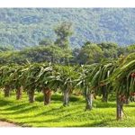 Pengurusan Kebun Yang Optimum Untuk Buah Naga Supaya Meningkatkan Hasil