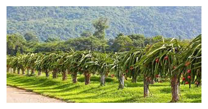 Read more about the article Pengurusan Kebun Yang Optimum Untuk Buah Naga Supaya Meningkatkan Hasil