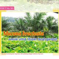 Mucuna bracteata sesuai untuk litupan tanah gambut