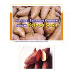 Integrasi Tanaman Keledek Dengan Kelapa Sawit