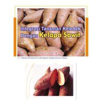 Integrasi Tanaman Keledek Dengan Kelapa Sawit
