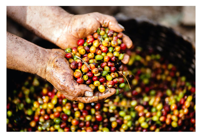 Read more about the article Bagaimana dengan usahawan kopi di Malaysia? Adakah bantuan kewangan turut ditawarkan oleh kerajaan?