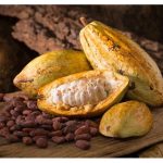 Penanaman koko sangat digalakkan oleh kerajaan Malaysia. Bagaimana memulaksn penanaman ini, misalnya jarak dan kepadatan pokok, tahun berapa mula berhasil dan jumlah pengeluaran mengikut tahun ?