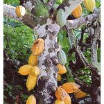 Mengikut situasi semasa di Malaysia, adakah penanaman koko lebih menguntungkan berbanding penanaman sawit ?