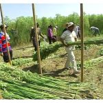 Keluasan tanaman kenaf terkini di Malaysia dan apakah kegunaan utamanya ?