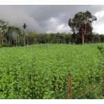 Anggaran kos dan pendapatan petani bagi tanaman kenaf di Malaysia. Beri ulasan mengenai penanaman ini seperti tempoh pembesaran pokok dan bila ia dikutip hasil?