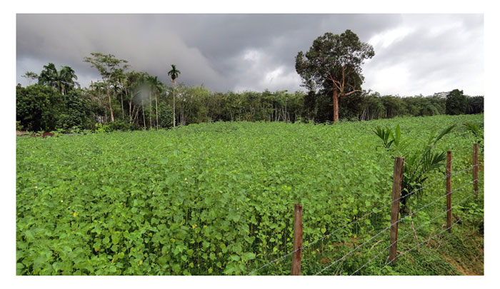 Read more about the article Anggaran kos dan pendapatan petani bagi tanaman kenaf di Malaysia. Beri ulasan mengenai penanaman ini seperti tempoh pembesaran pokok dan bila ia dikutip hasil?