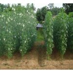 Adakah kenaf satu sumber makanan yang unggul untuk ternakan ruminan? Antara tanaman kenaf dan napier, mana lebih baik untuk makanan ternakan?