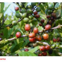 Tanaman kopi yang sesuai ditanam di dataran rendah dan dataran tinggi di Malaysia