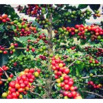 Perbandingan kos dan pulangan antara penanaman kopi liberika, robusta dan arabika di Malaysia