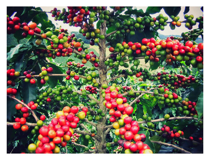 You are currently viewing Perbandingan kos dan pulangan antara penanaman kopi liberika, robusta dan arabika di Malaysia
