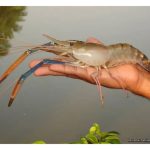 Kaedah Penternakan Udang Galah Yang Menguntungkan Di Malaysia