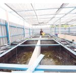 Berapa Kos Permulaan Untuk Penternakan Udang Galah Di Malaysia?