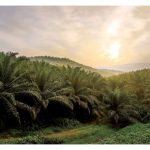 Prospek minyak sawit akan cerah sepanjang jalan berikutan peningkatan populasi penduduk sedunia serta penggunaan semakin rancak dalam pemakanan dan industri pembuatan. Adakah trend ini akan berkekalan ?