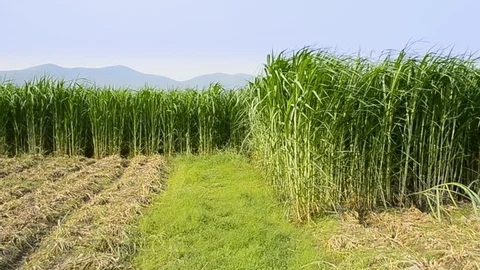 Read more about the article Sanggup atau tidak tanaman napier untuk ternakan hanya dibekal baja Nitrogen dan Fosforus, dan mengabaikan Kalium kerana bukan tanaman buah ?