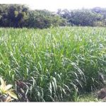 Berapa keluasan tanaman napier perlu diusahakan di Malaysia untuk mencapai skala ekonomi serta menguntungkan. Berapa kos dan pulangannya?